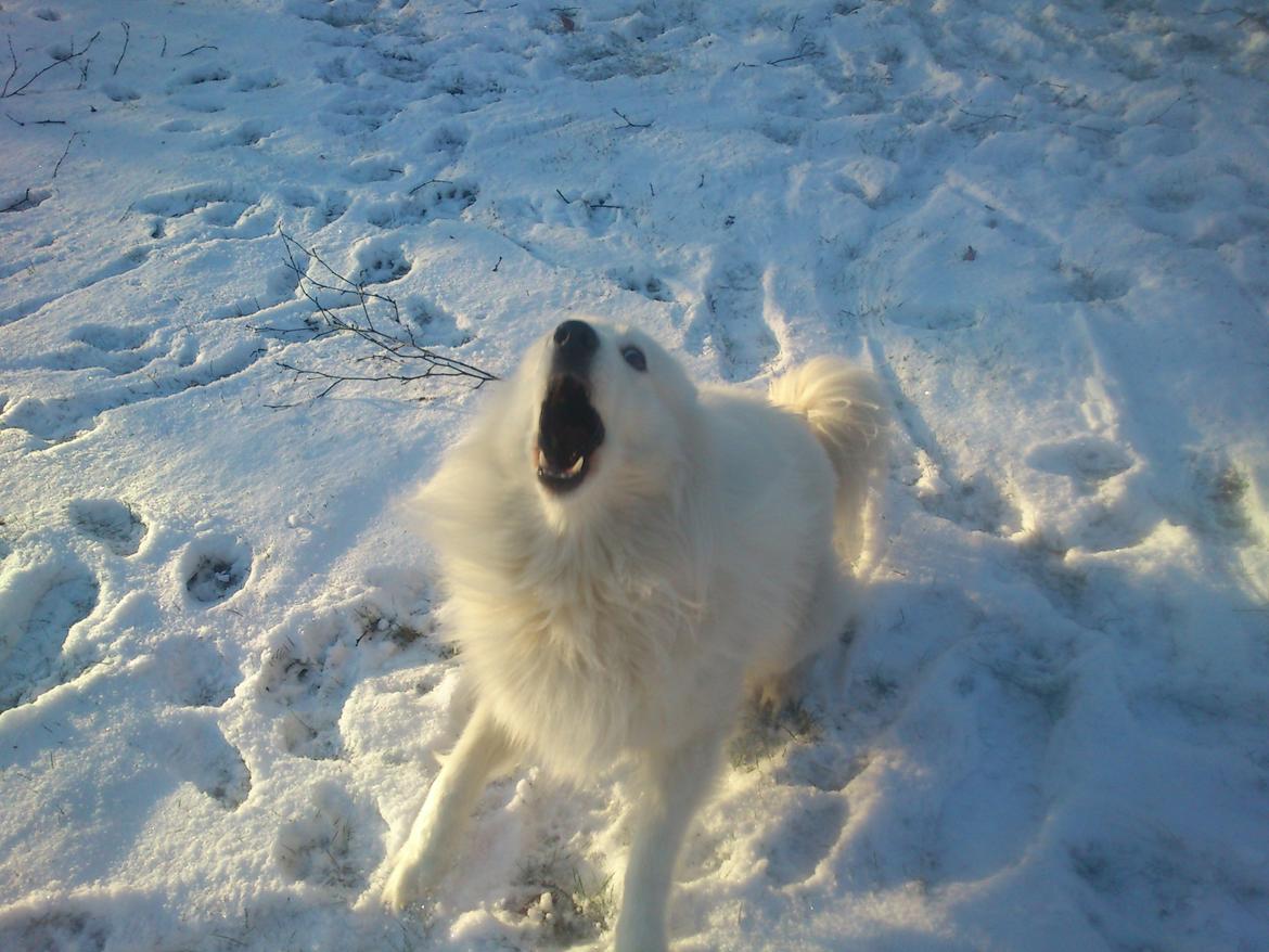 Blanding af racer Simba/simmergøj *RIP 26/6-2012* billede 9