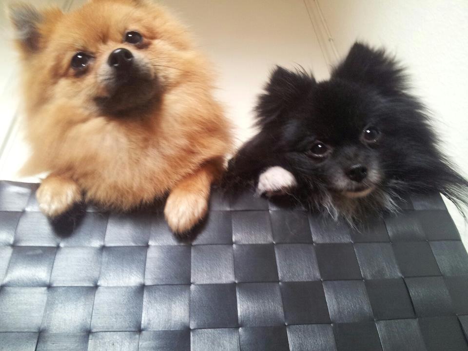 Pomeranian Nelli billede 4