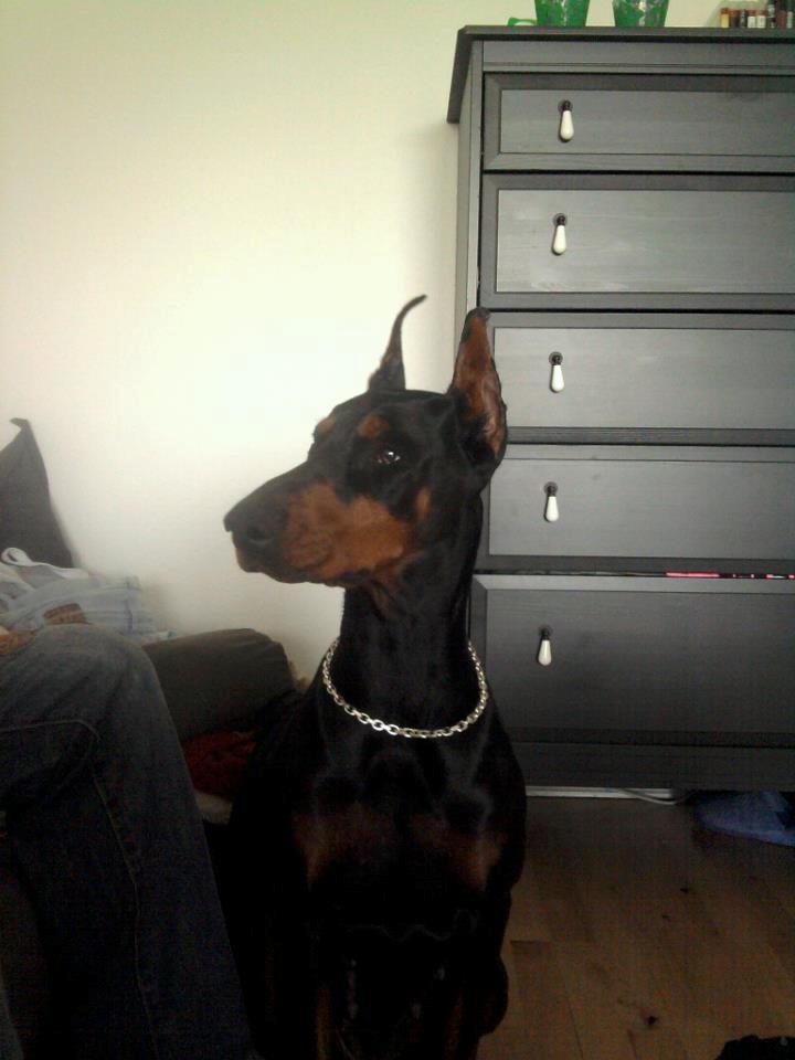 Dobermann Aishia - bling billede 19