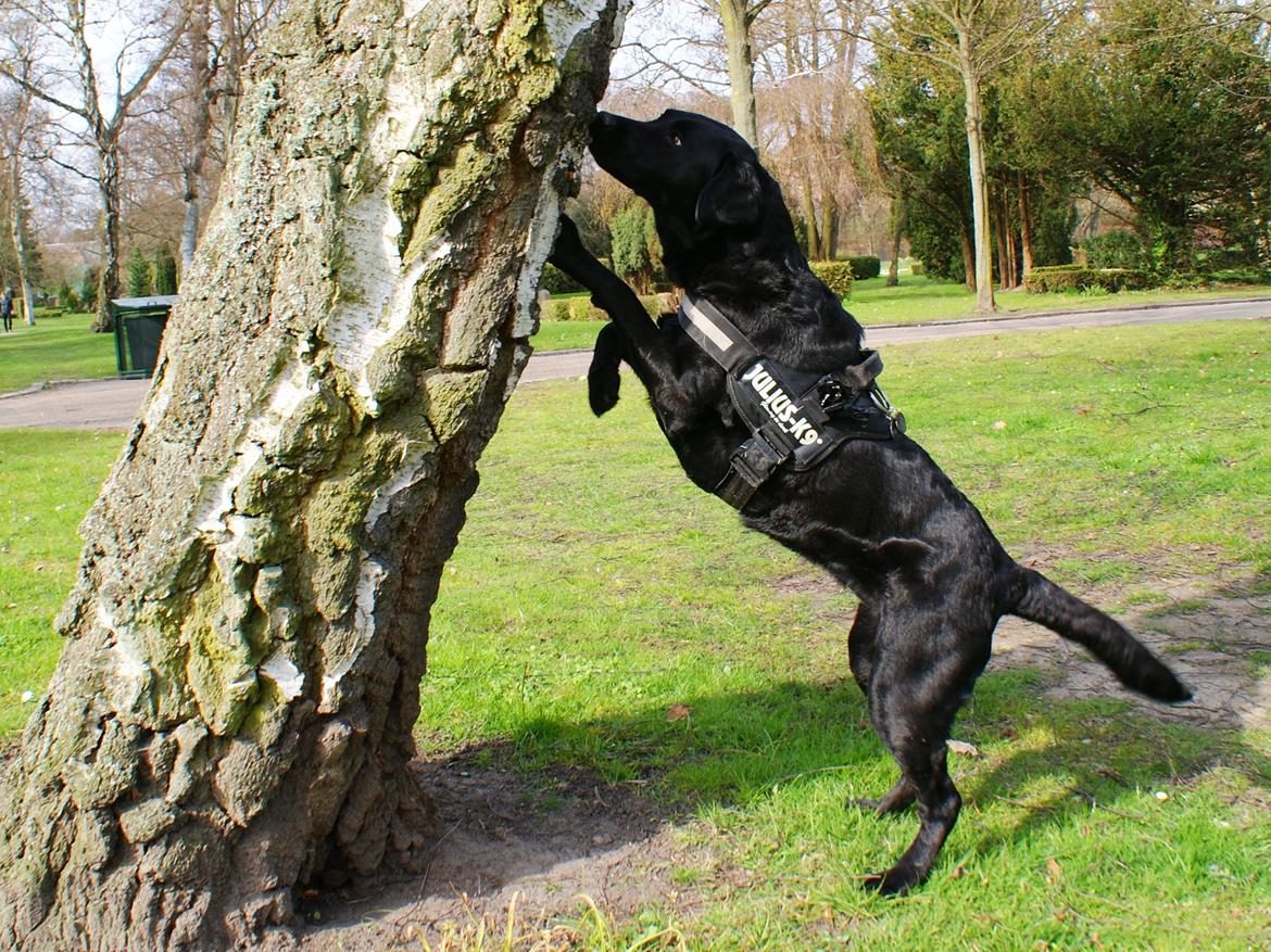 Labrador retriever Sasha - leder efter godbidder på stammen billede 10