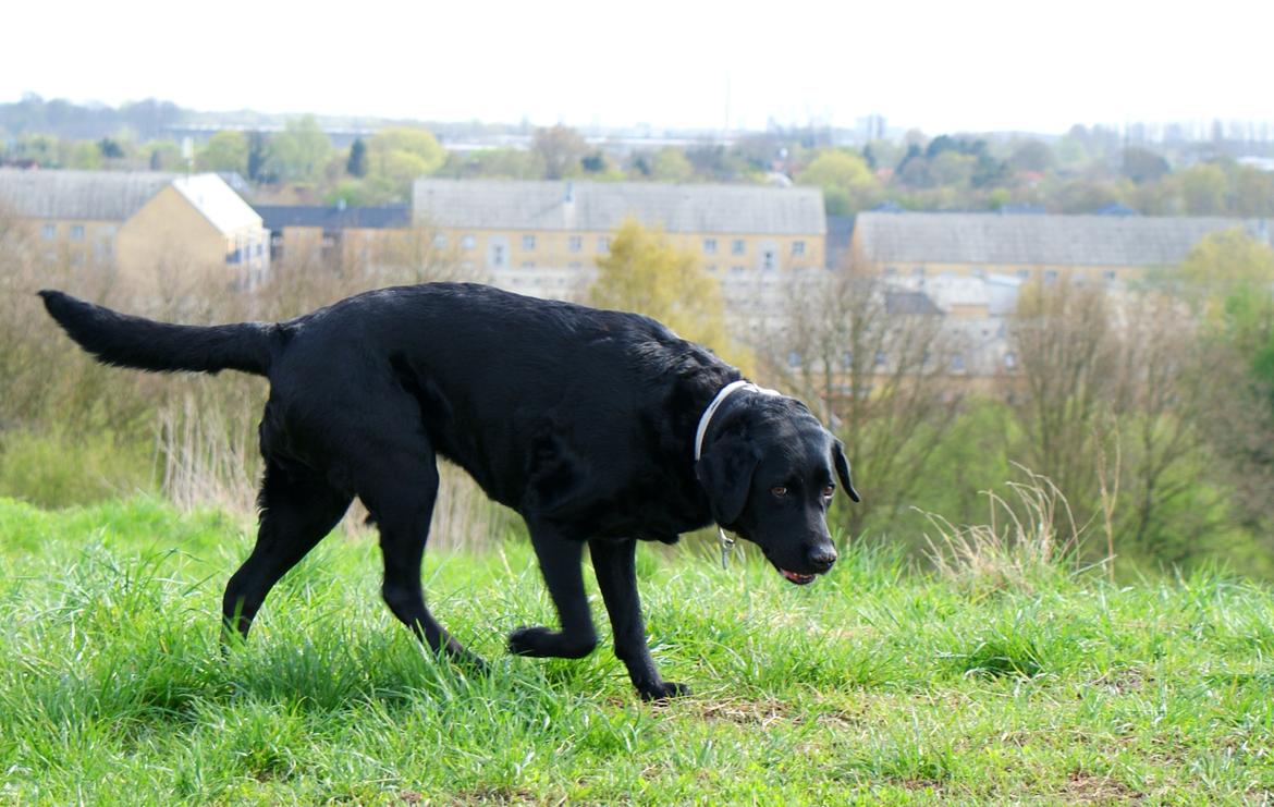 Labrador retriever Sasha - sasha på toppen af oxbjerget billede 8