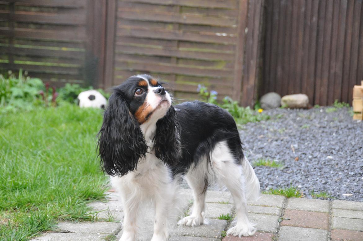 Cavalier king charles spaniel Cuba billede 2