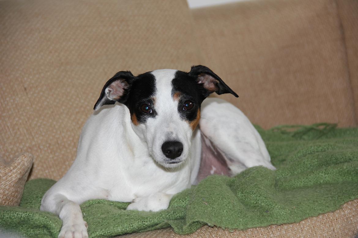 Dansk svensk gaardhund Frida billede 8