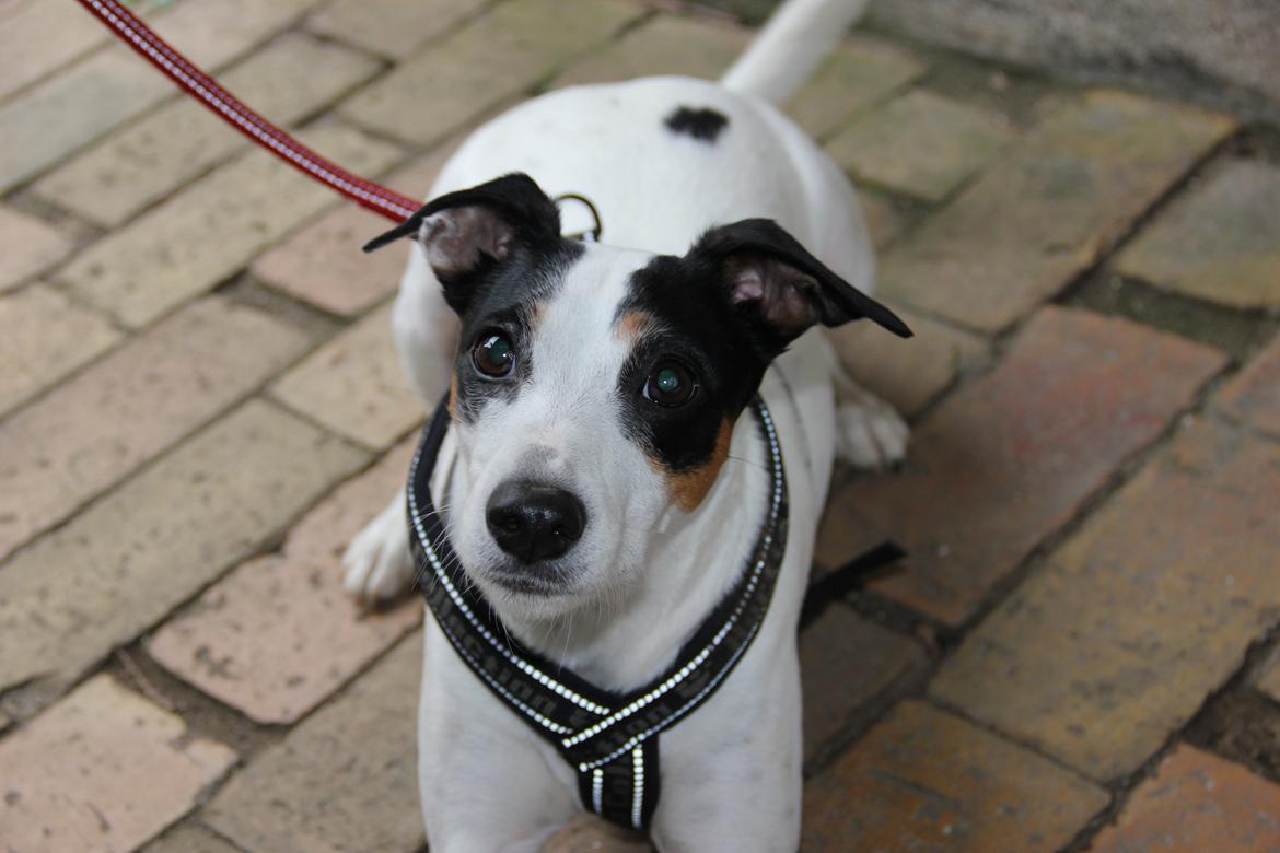 Dansk svensk gaardhund Frida billede 1