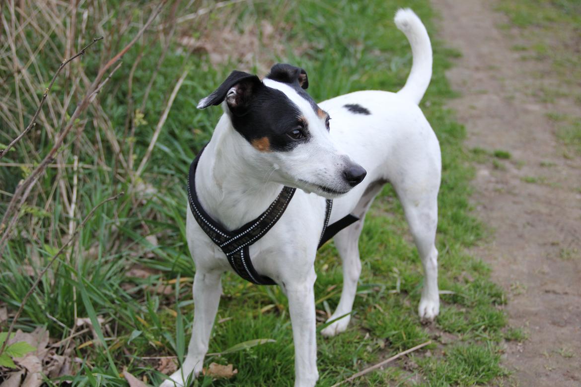 Dansk svensk gaardhund Frida billede 7