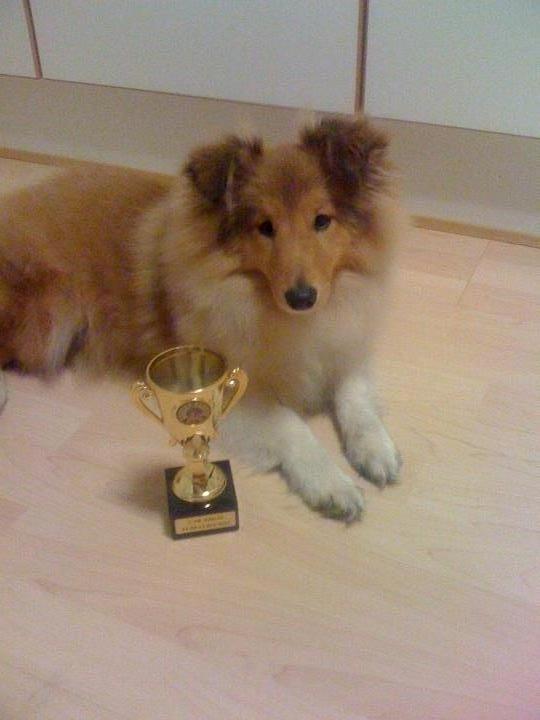Shetland sheepdog Watson *Firehøje's Fancy Twix* - meen .. da jeg blev lidt ældre, og vi begyndte til træning, vandt jeg min første pokal.  billede 4
