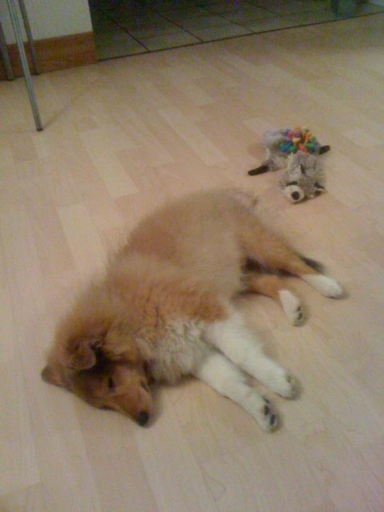 Shetland sheepdog Watson *Firehøje's Fancy Twix* - Da jeg var lille, sov jeg meget.  billede 2