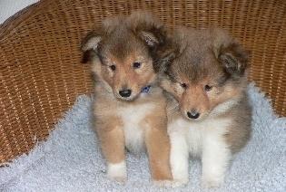 Shetland sheepdog Watson *Firehøje's Fancy Twix* - Det første billede mor så af mig, og ja hvad skal jeg sige? der var ingen tvivl .. billede 3