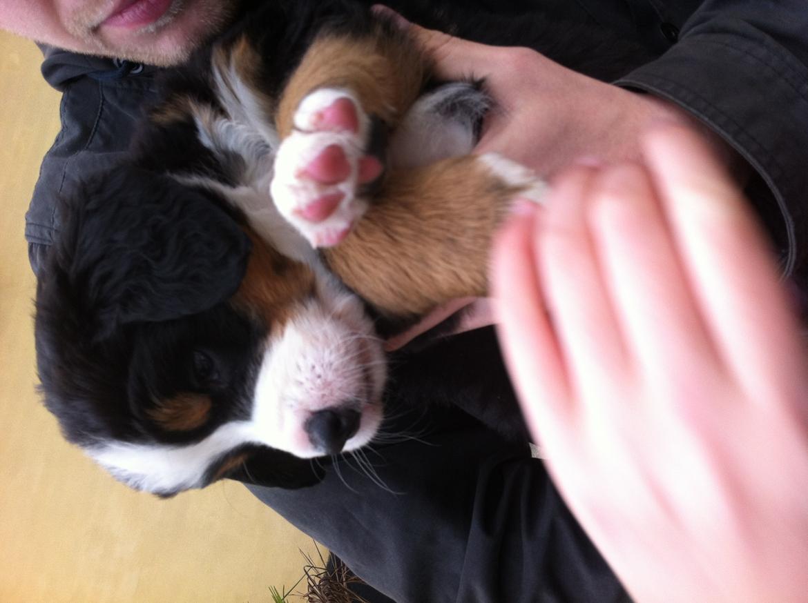 Berner sennenhund Cleo - Cleo 6 uger billede 8