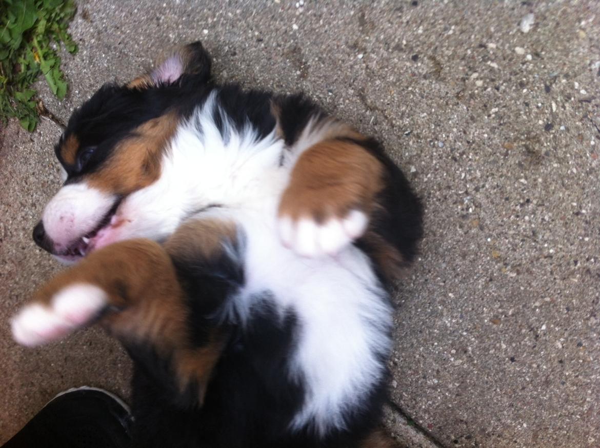 Berner sennenhund Cleo - Cleo 6 uger billede 9