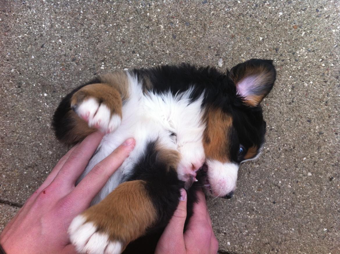 Berner sennenhund Cleo - Cleo 6 uger billede 10