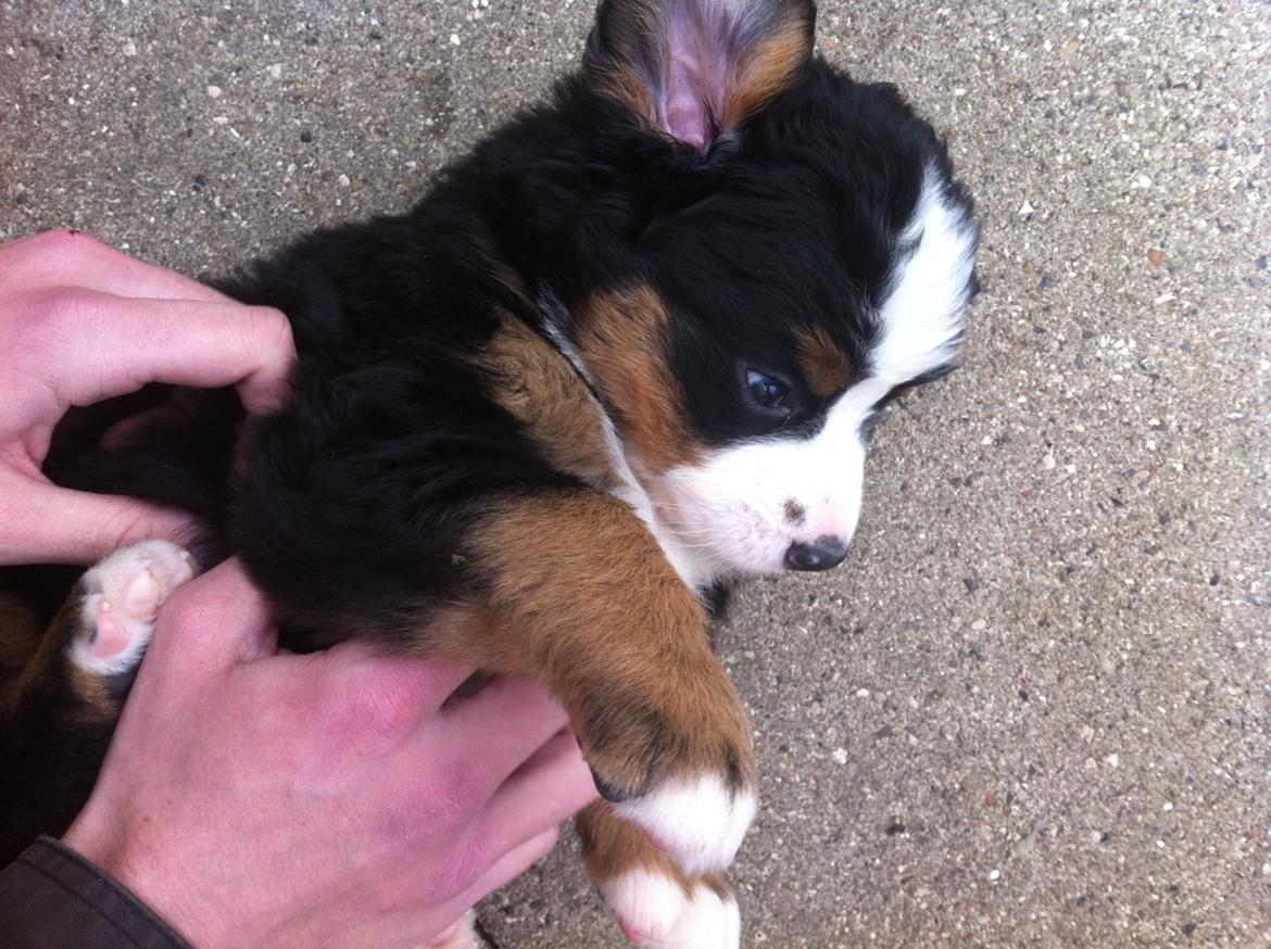 Berner sennenhund Cleo - Cleo 6 uger billede 11