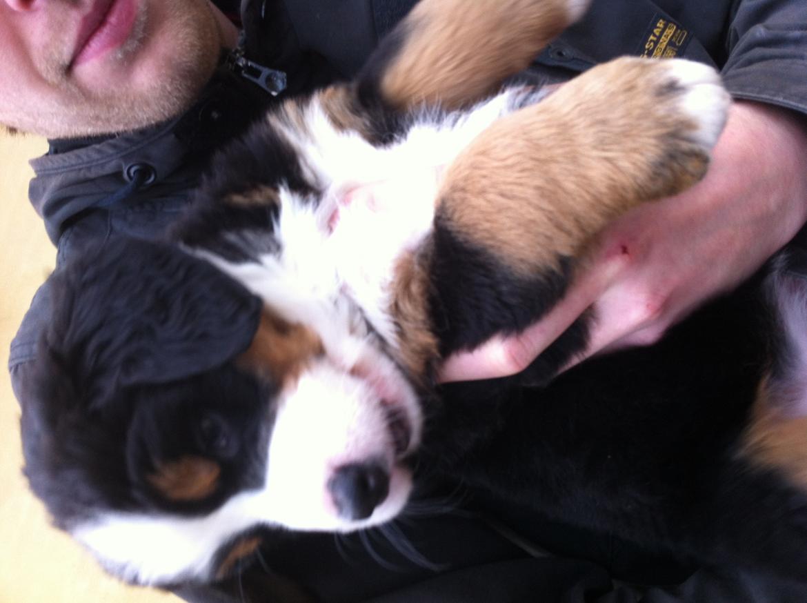 Berner sennenhund Cleo - Cleo 6 uger
Klar på leg ;] billede 12