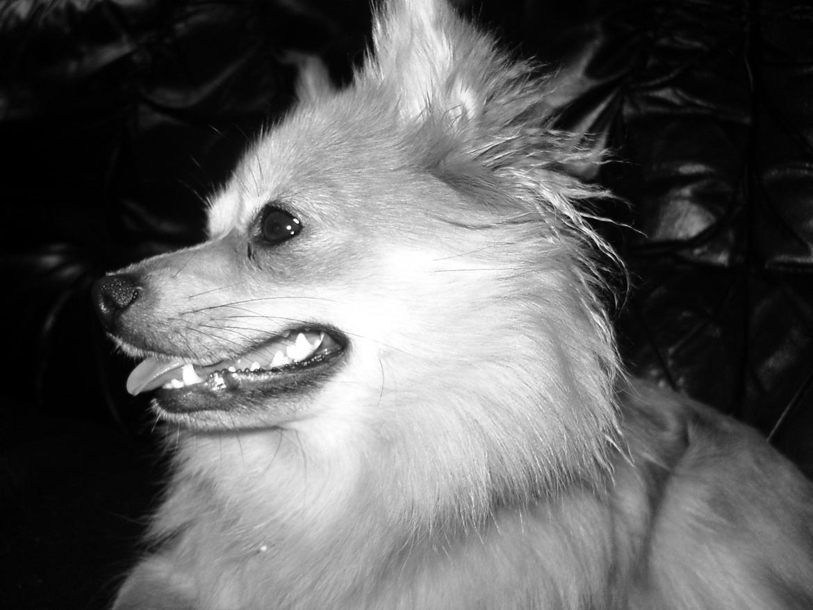 Blanding af racer Bellis :) billede 1