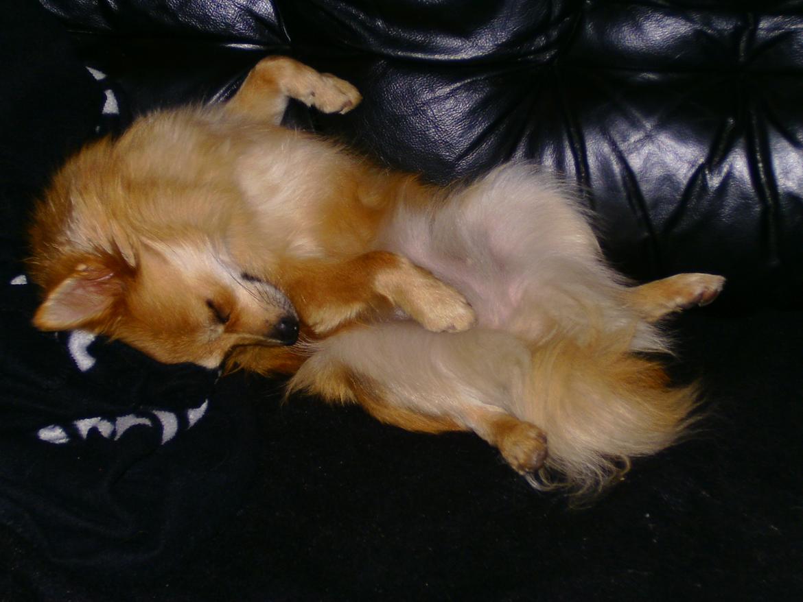 Blanding af racer Bellis :) billede 2