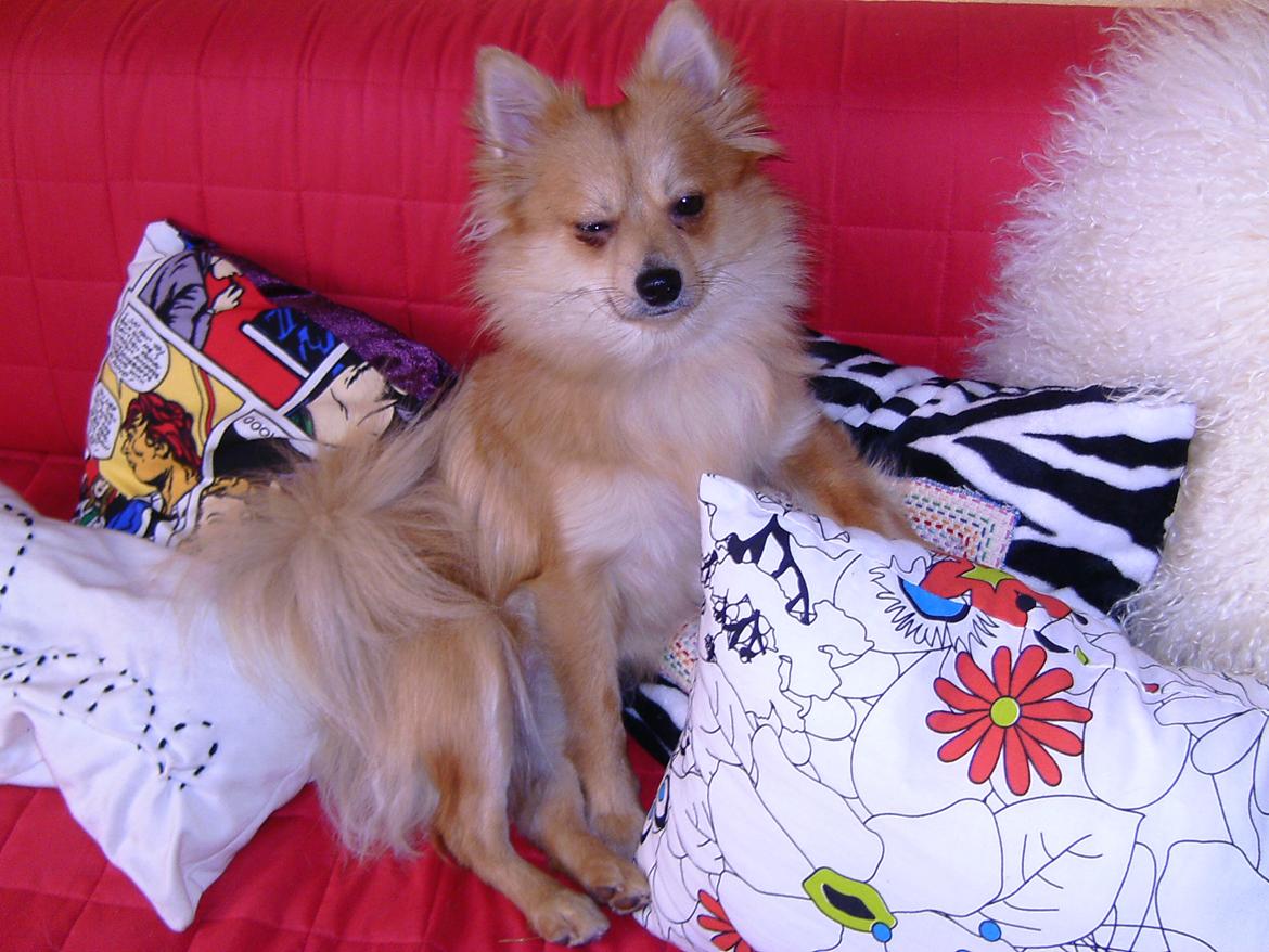 Blanding af racer Bellis :) billede 3