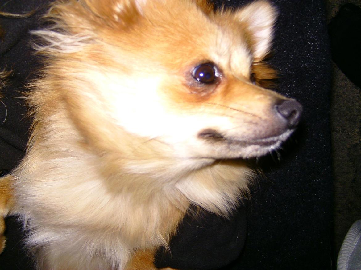 Blanding af racer Bellis :) billede 4