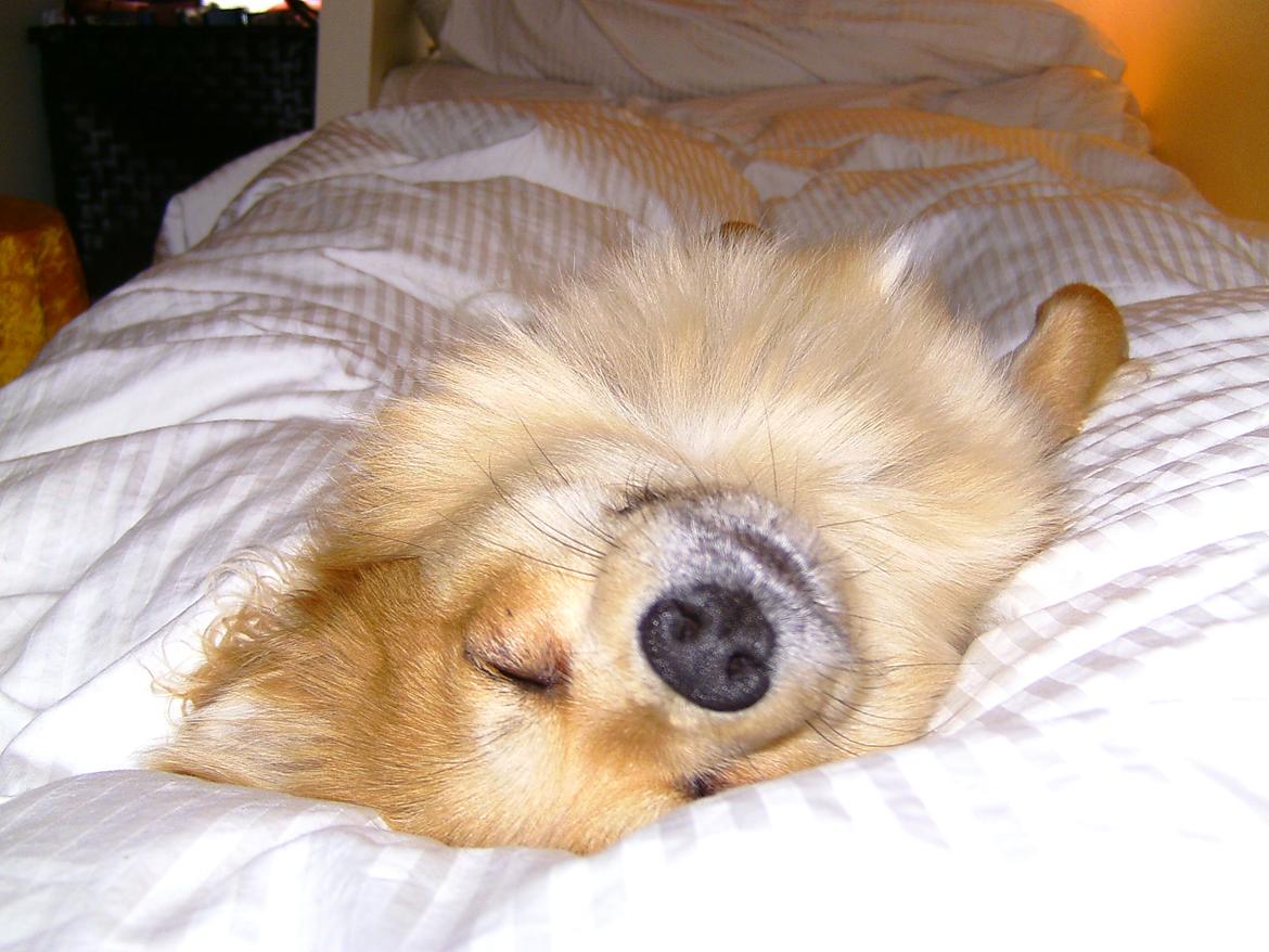 Blanding af racer Bellis :) billede 5