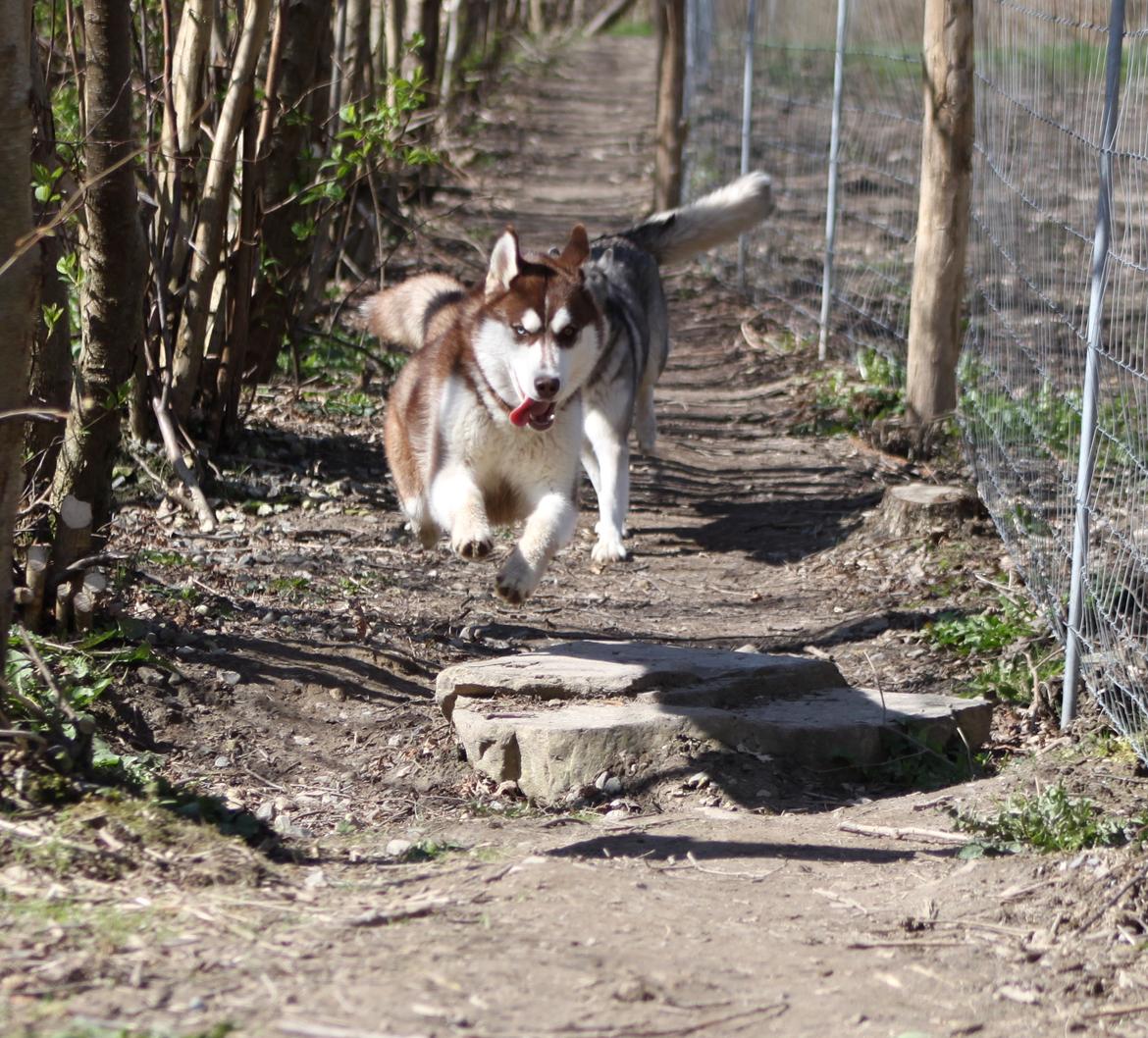 Siberian husky Ziska - i hundeskoven billede 19