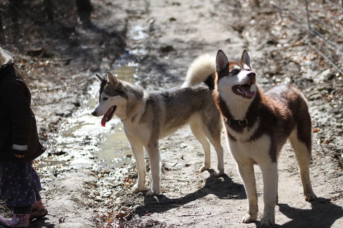 Siberian husky Ziska billede 20