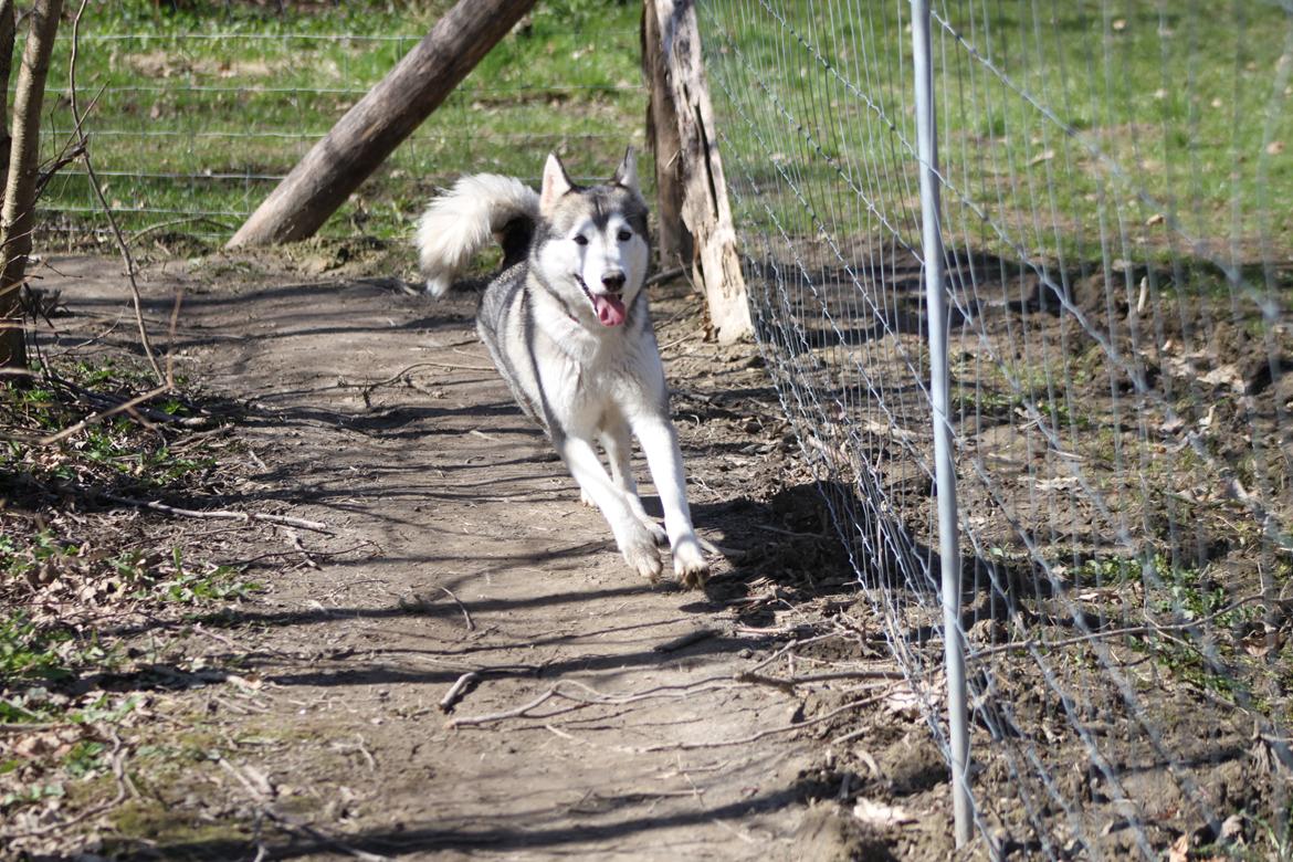 Siberian husky Ziggi billede 13