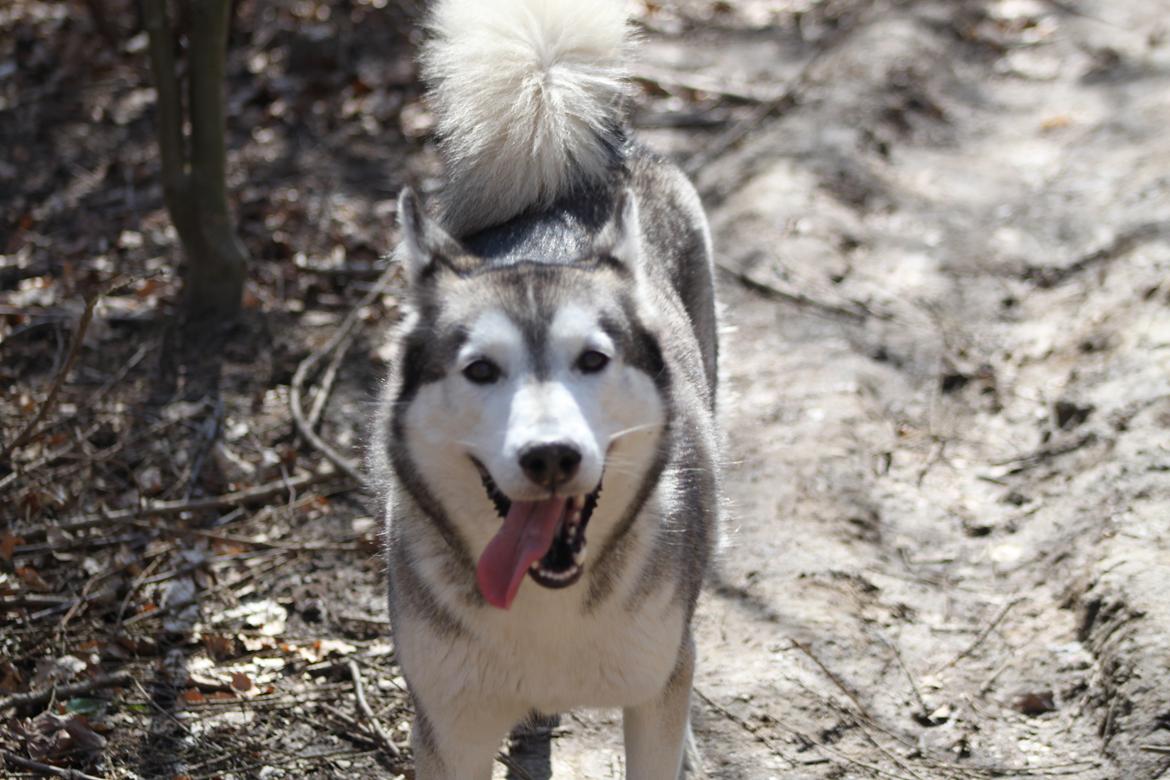 Siberian husky Ziggi - Ziggi i hundeskoven :) billede 2