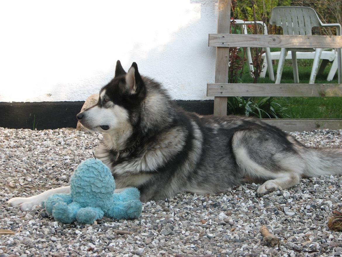 Alaskan malamute Loke billede 20