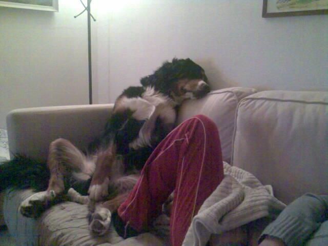 Berner sennenhund Boss DØD D25/3 R.I.P - normal nej  billede 20