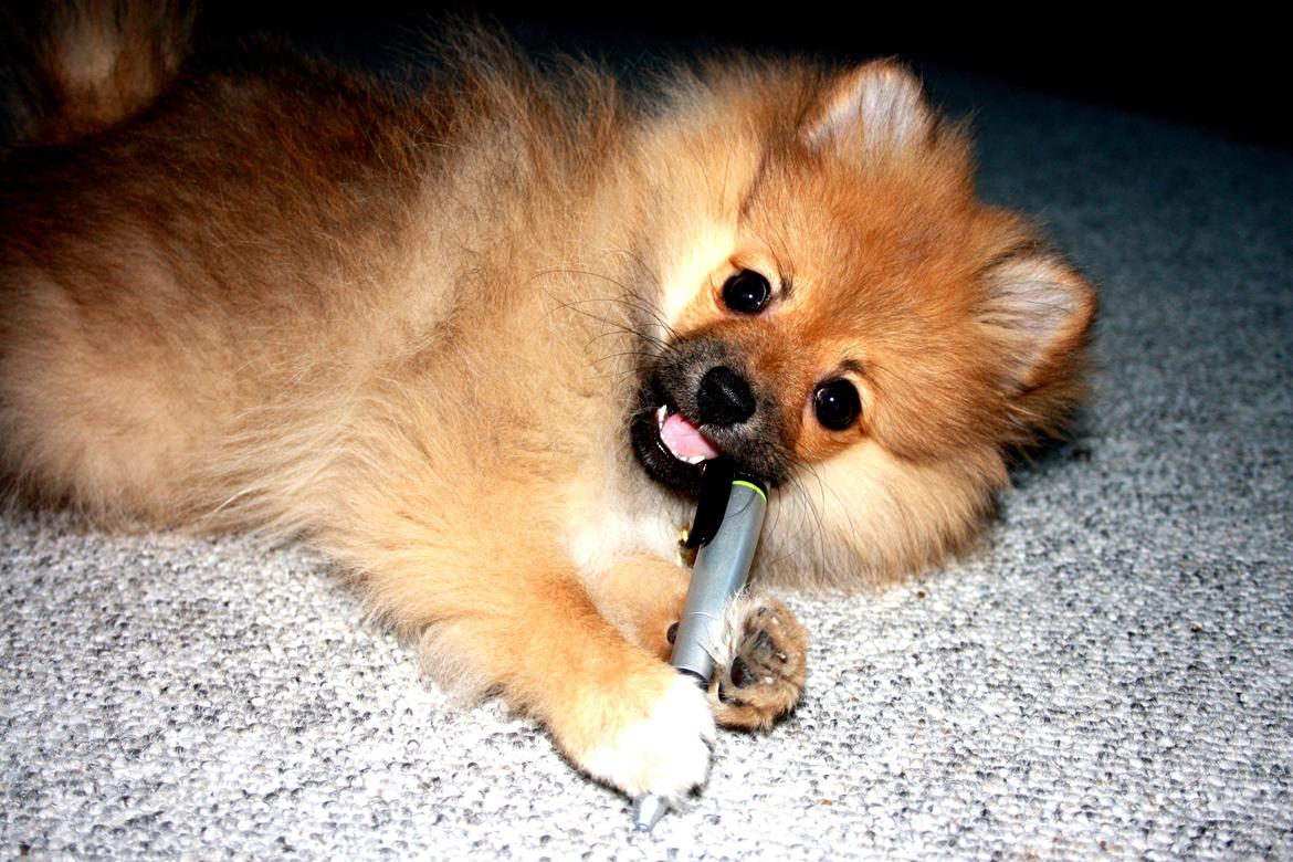 Pomeranian Zimba billede 3
