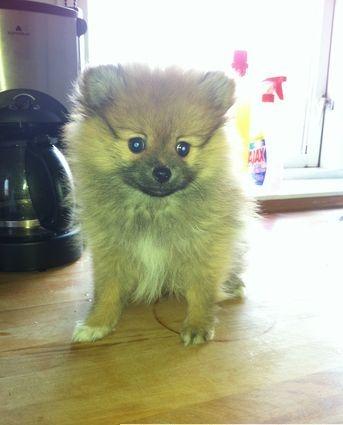 Pomeranian Zimba - Da zimba var baby, 8 uger gammel. billede 16