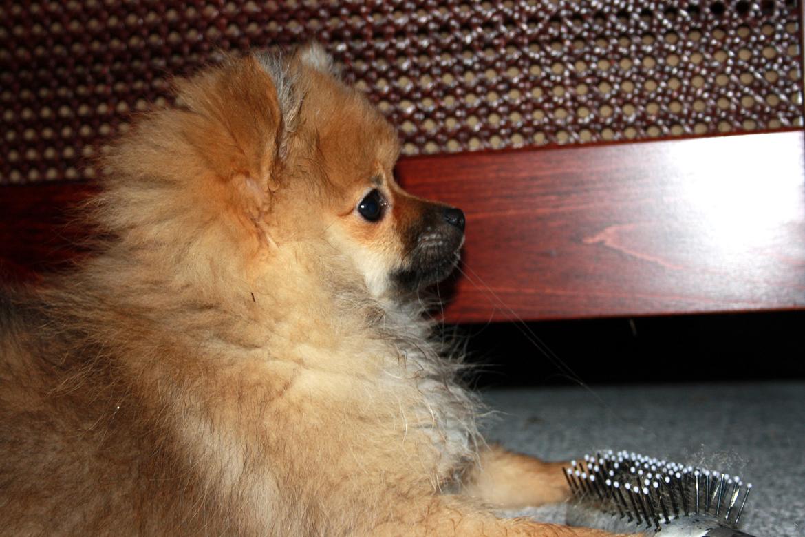 Pomeranian Zimba billede 11