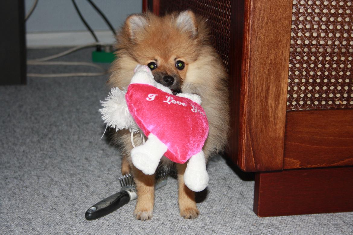 Pomeranian Zimba billede 14