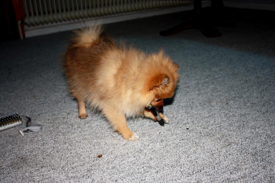 Pomeranian Zimba billede 18