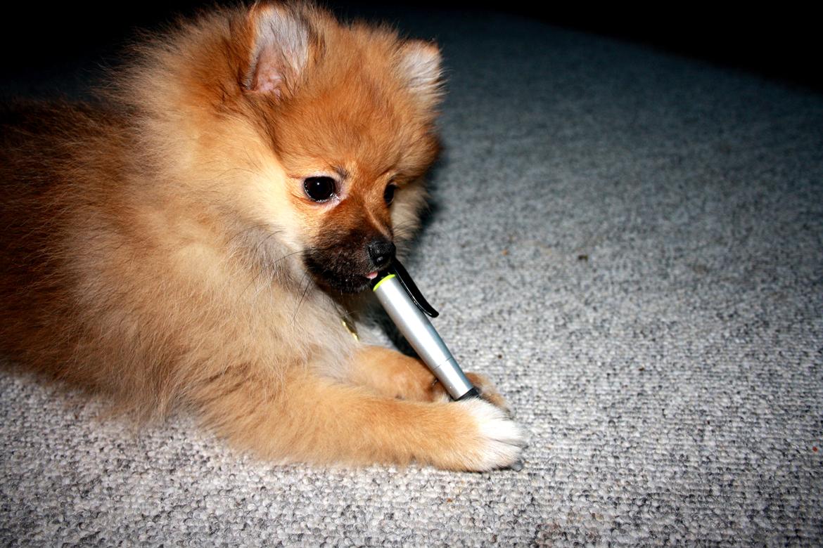 Pomeranian Zimba billede 1