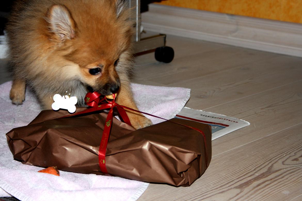 Pomeranian Zimba - Zimba finder selv sine gaver under træet, og pakker dem selv op. Julen 2011 ;) billede 13