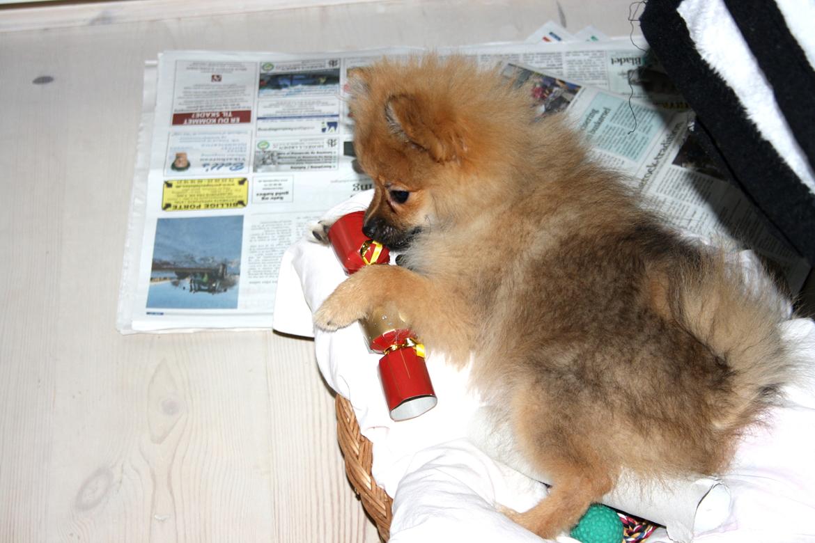 Pomeranian Zimba - Julen 2011 (: billede 17