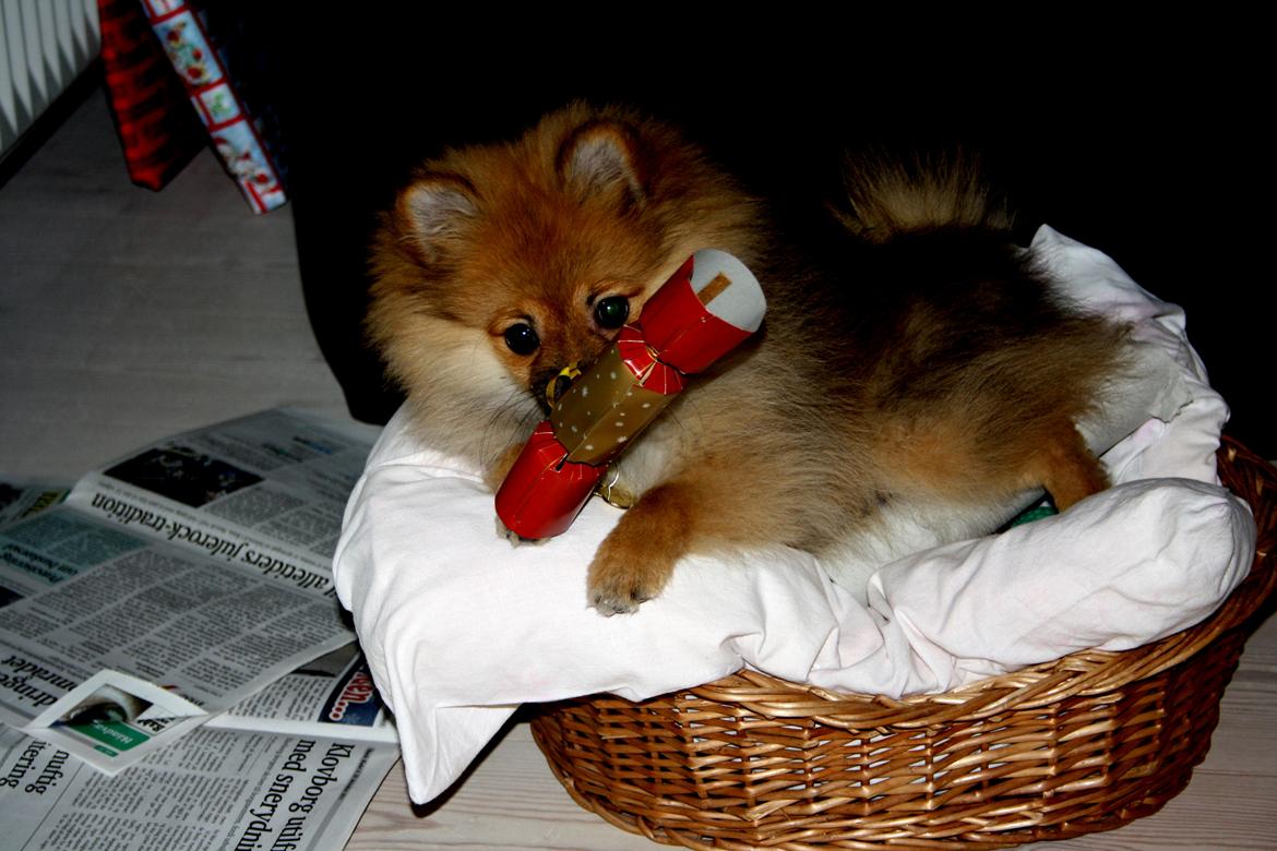 Pomeranian Zimba - Zimba hygger sig juleaften ;) billede 6