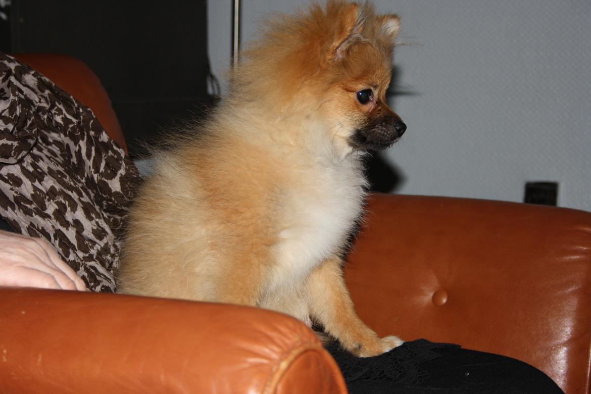 Pomeranian Zimba billede 15