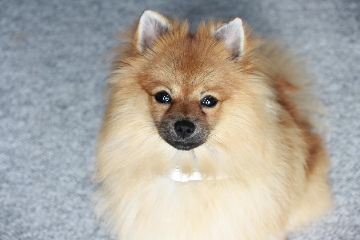 Pomeranian Zimba billede 9