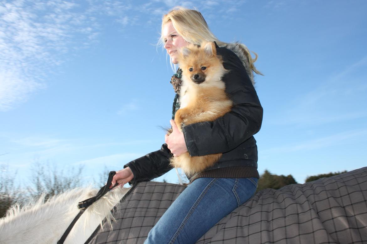 Pomeranian Zimba - Zimba er med på en af af vores skridtture.  billede 4