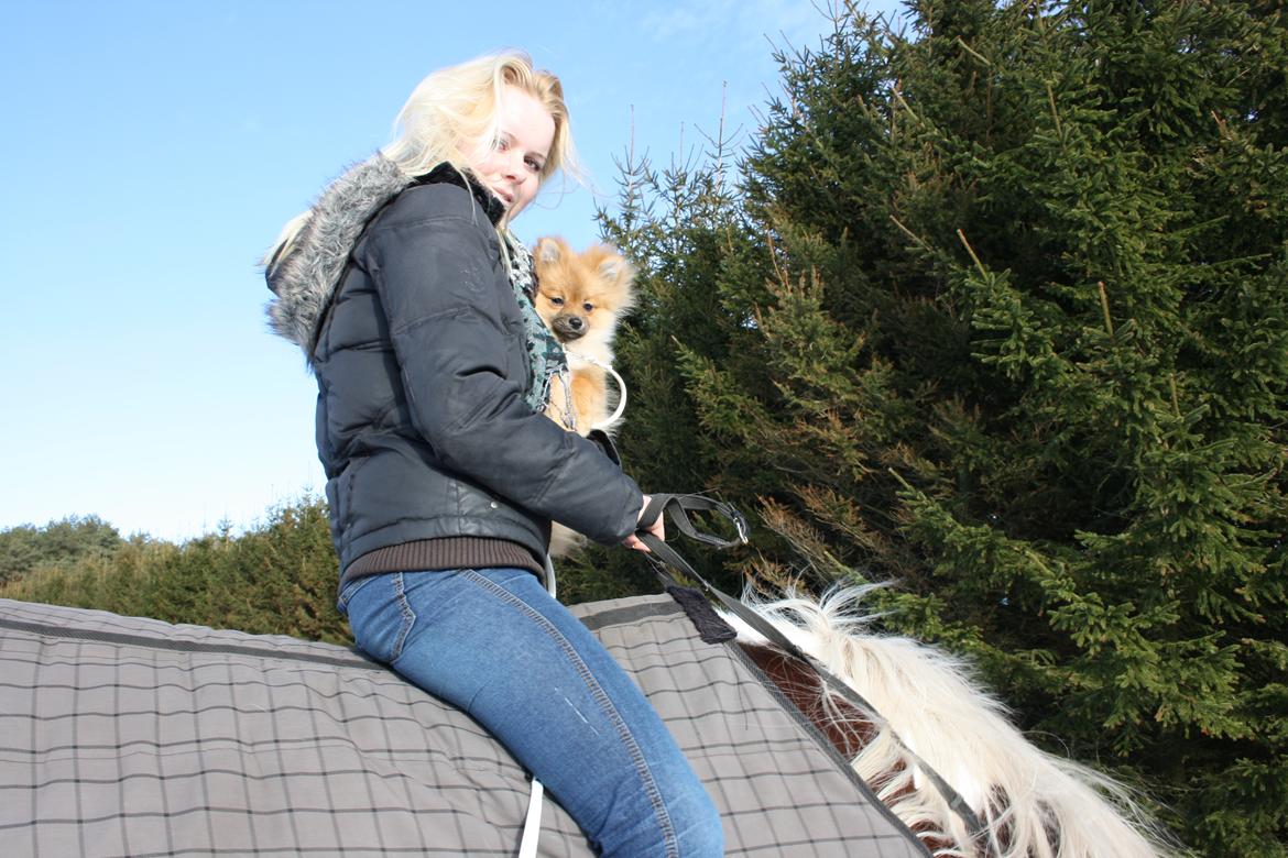 Pomeranian Zimba - Zimba er med på en af hans rideture. Han har siden han var hvalp været helt vild med hestene. Han mener selv han skal med over alt. Så han får en gang i mellem lov til at komme med på en skridt tur ;) billede 12