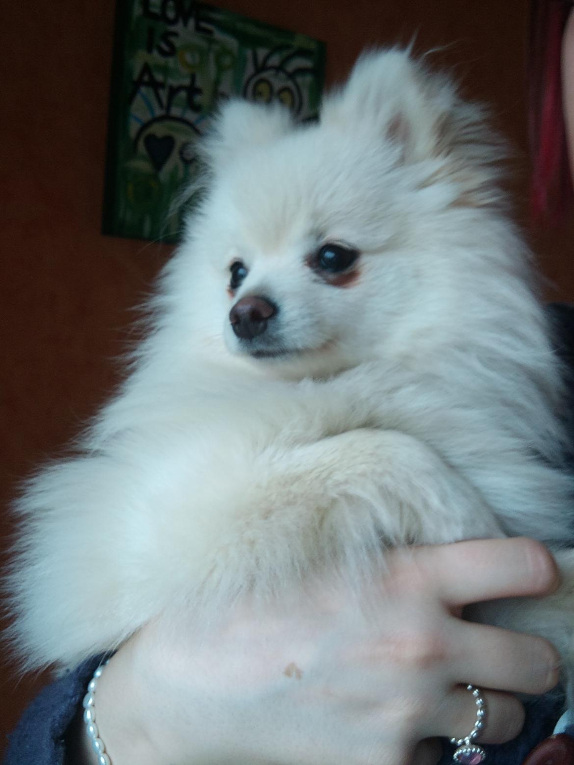 Blanding af racer Amaiya <3 Himmelhund <3 billede 2