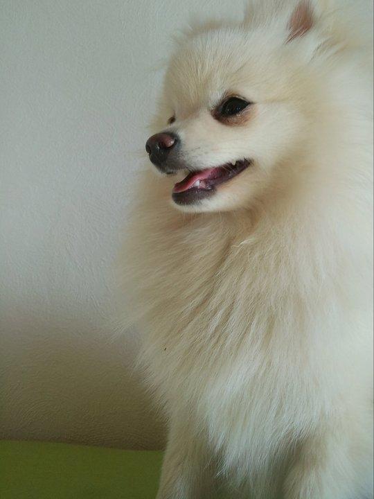 Blanding af racer Amaiya <3 Himmelhund <3 billede 3