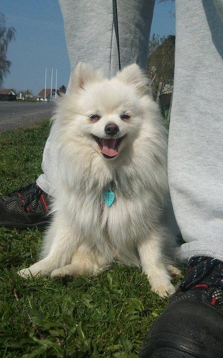 Blanding af racer Amaiya <3 Himmelhund <3 billede 1