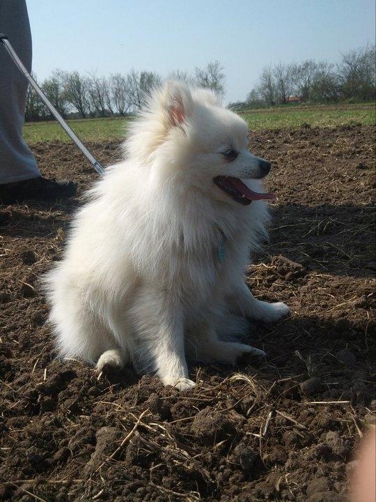 Blanding af racer Amaiya <3 Himmelhund <3 billede 4