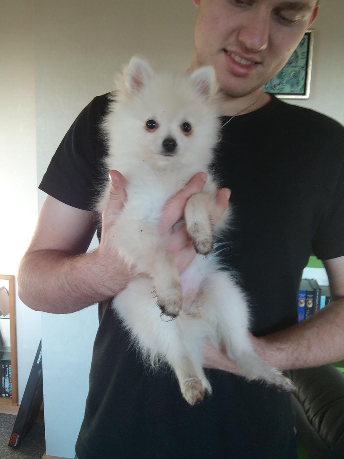 Blanding af racer Amaiya <3 Himmelhund <3 billede 5