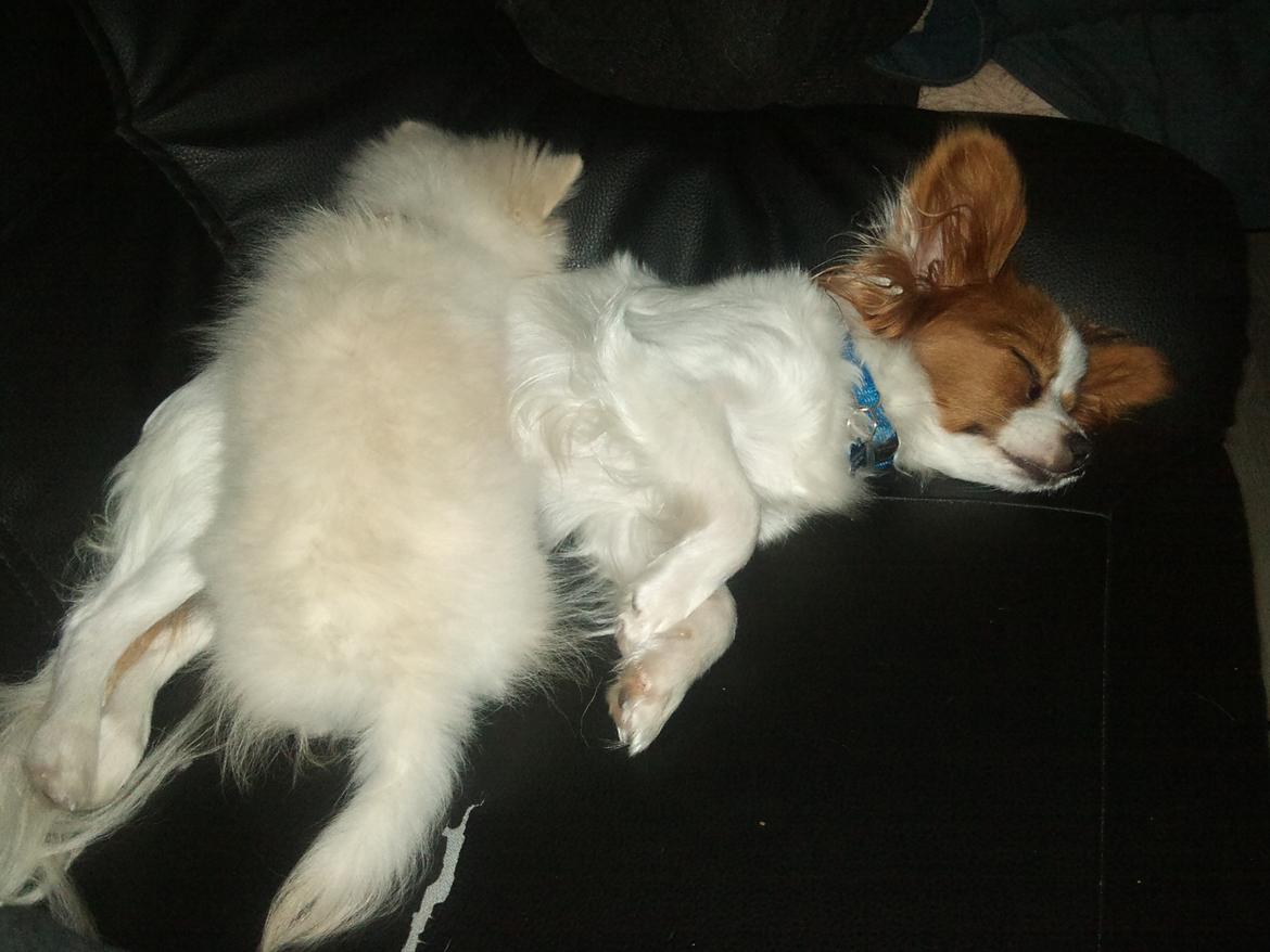 Blanding af racer Amaiya <3 Himmelhund <3 billede 6