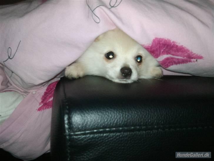 Blanding af racer Amaiya <3 Himmelhund <3 billede 7