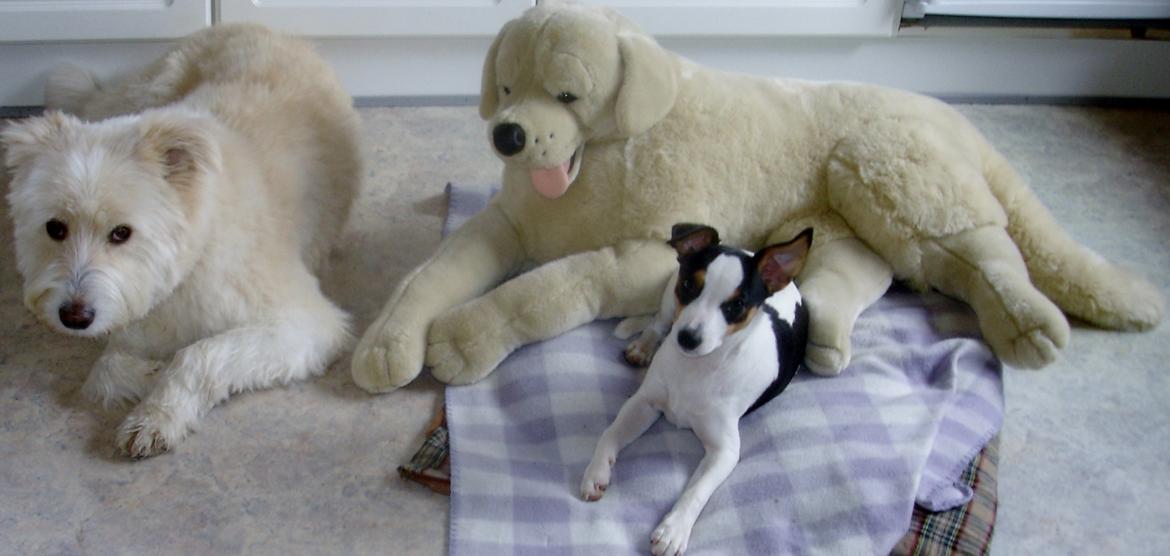 Dansk svensk gaardhund Milo Min Soulmate - Bedste venner. billede 33