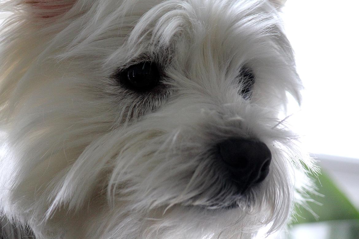 West highland white terrier Gucci billede 8